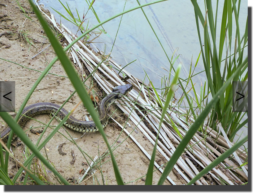 Natrix natrix